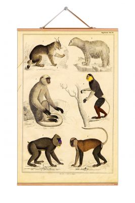 Animals Poster No 126: Vintage Tierposter mit Illustrationen von Bär, Luchs und verschiedenen Affenarten.